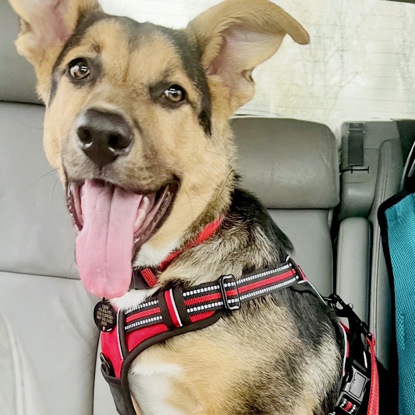 Leon — thumbnail 5