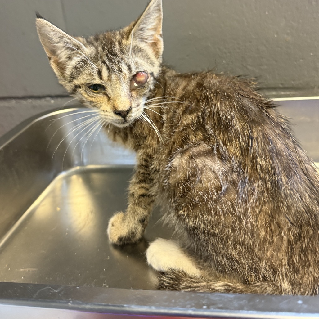 Tusc Stray 84922