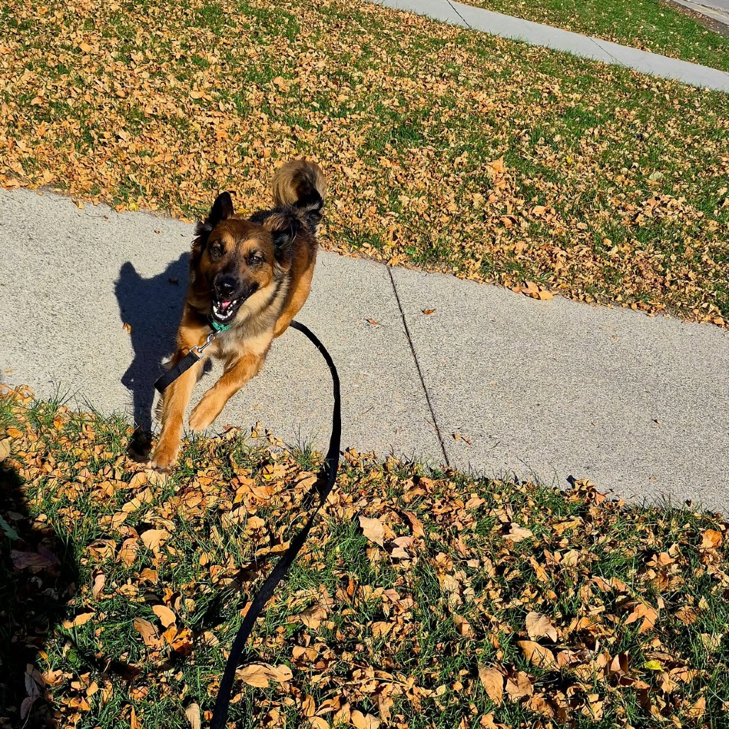 Elara--In Foster, photo 5