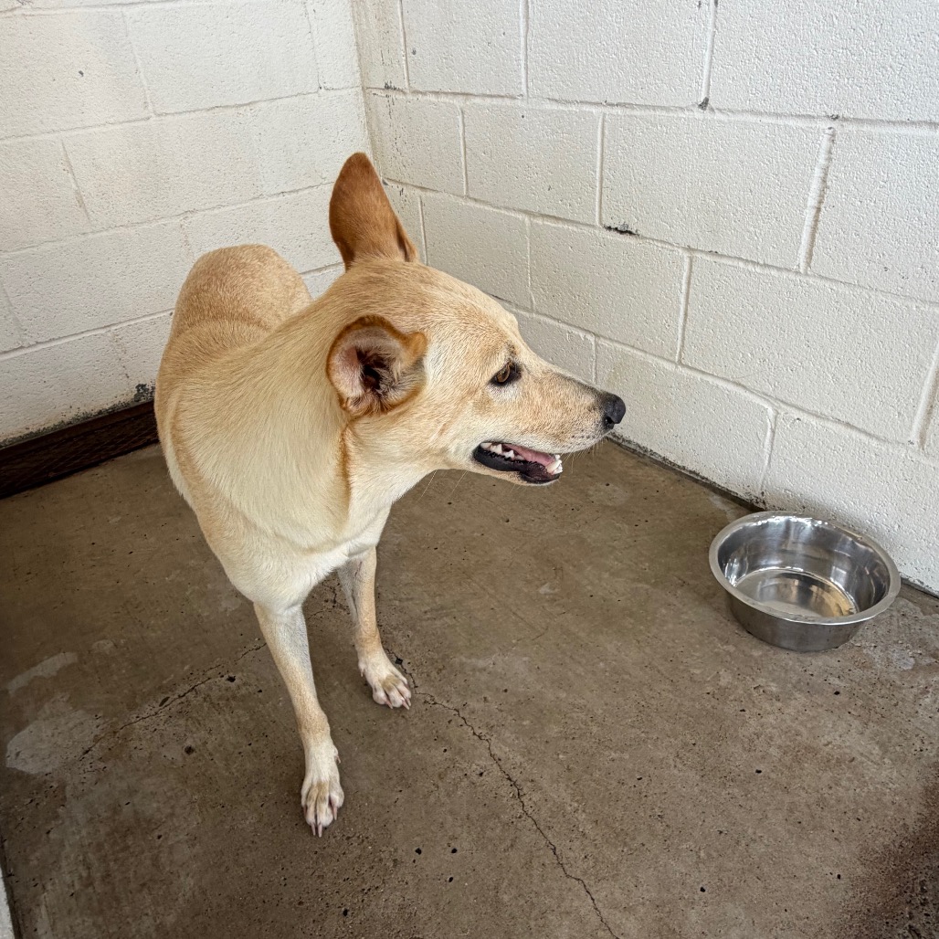 SOL - Shepherd available for adoption