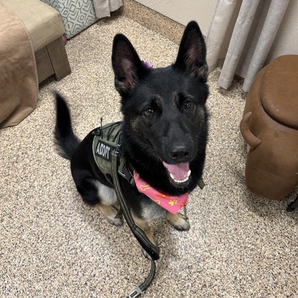 ISABELLA - Shepherd, German / Husky available for adoption