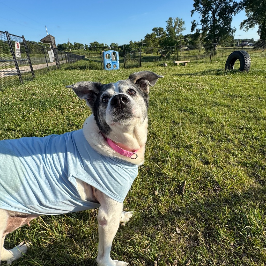 Bandit, photo 4