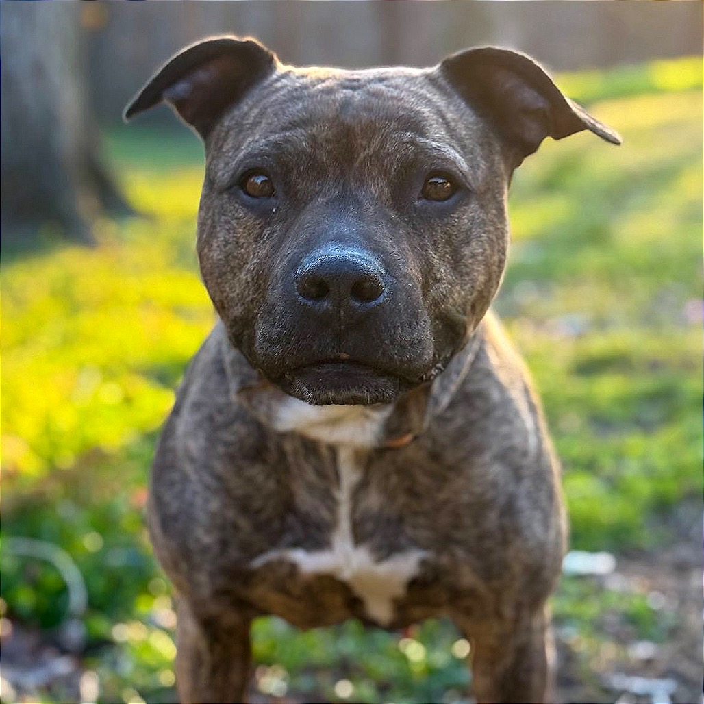 Kaldi, a Terrier