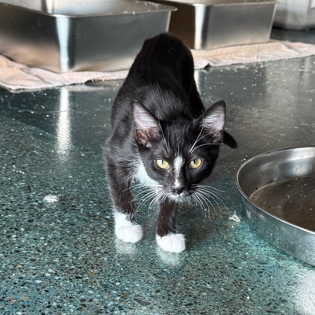 IRIDESSA — thumbnail 2