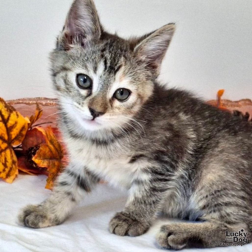 BOPEEP - Domestic Shorthair available for adoption