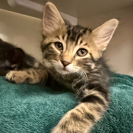 Bandit - Domestic Shorthair