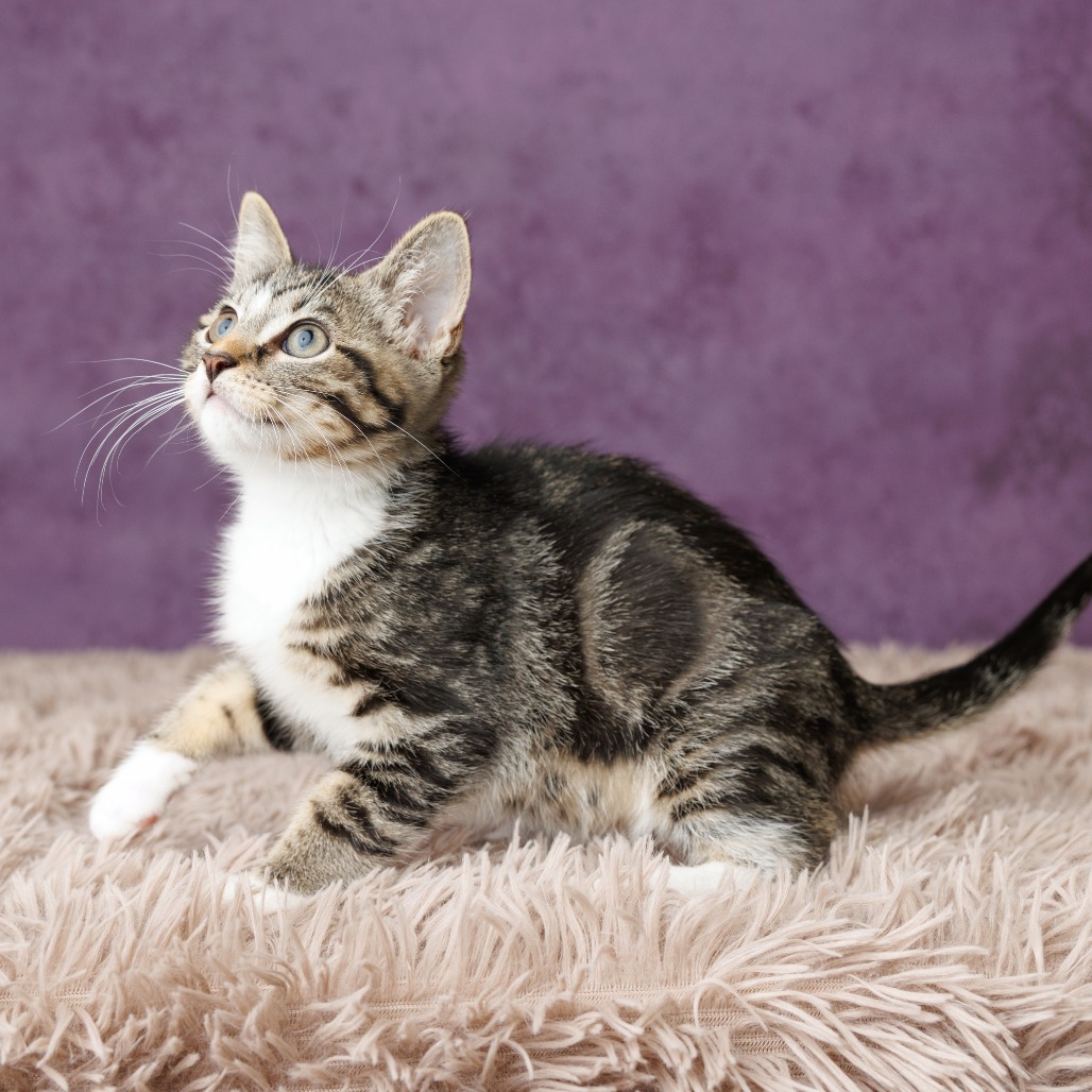 Sam Cat, photo 2
