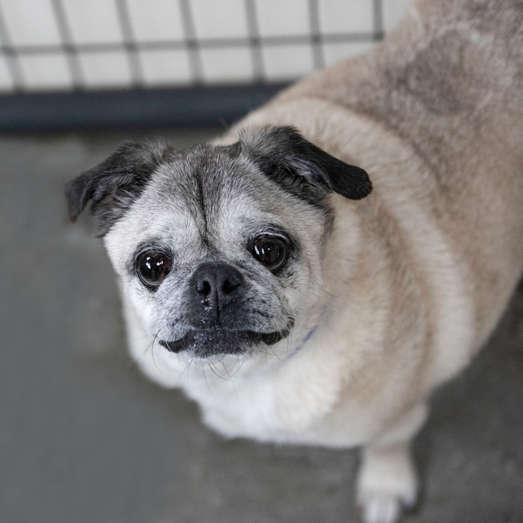 Bohdi (JA26-40), photo 4