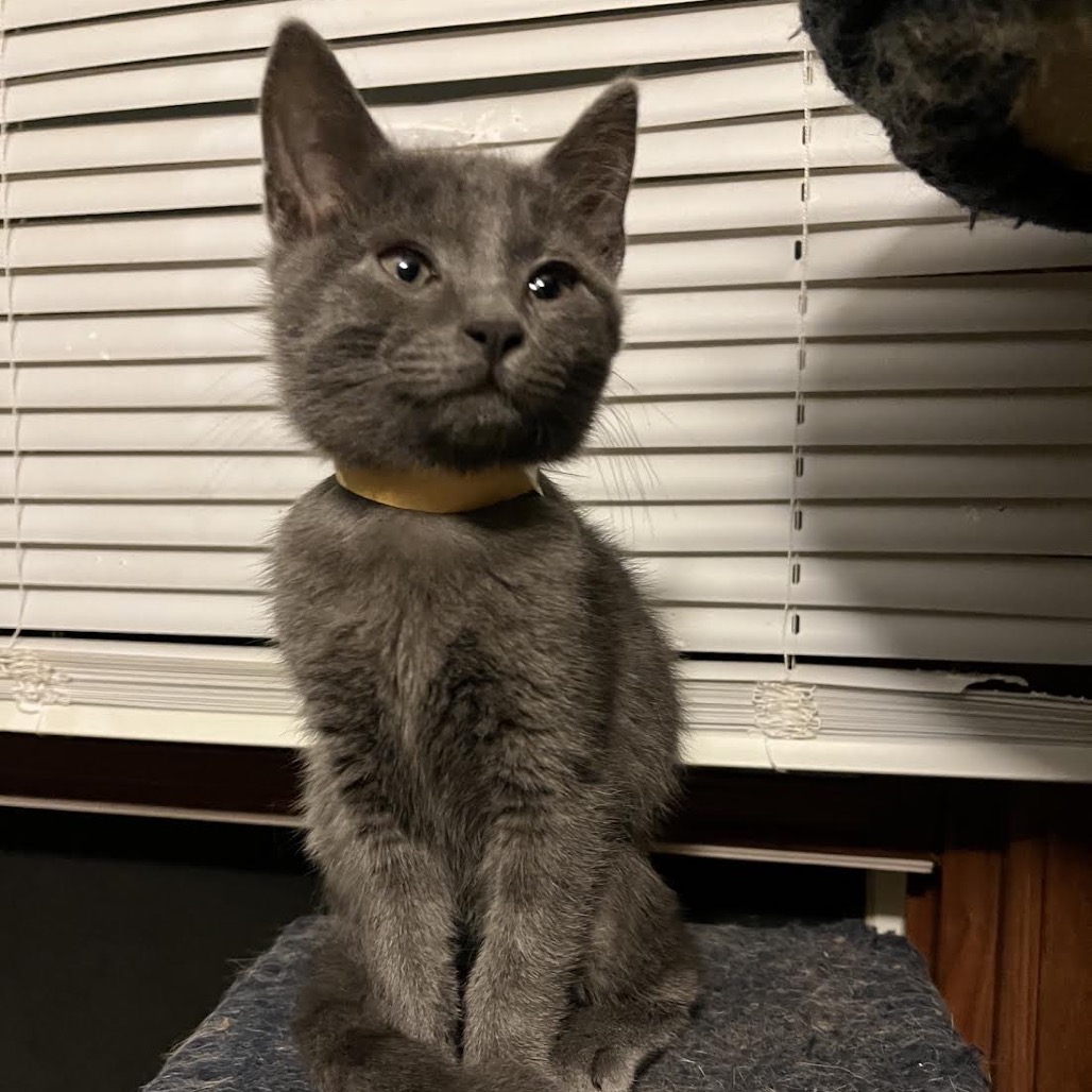 BRUCE - Domestic Shorthair available for adoption