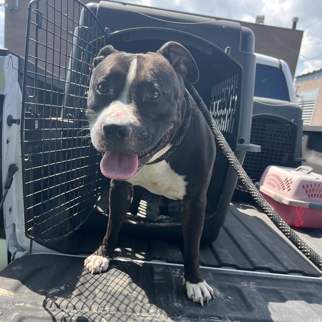 Chamberlain, an adoptable dog at SPCA-BC