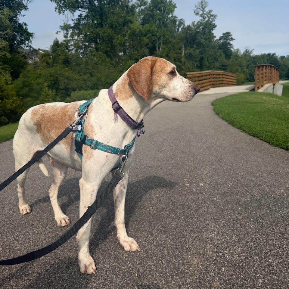 Gidget, photo 24