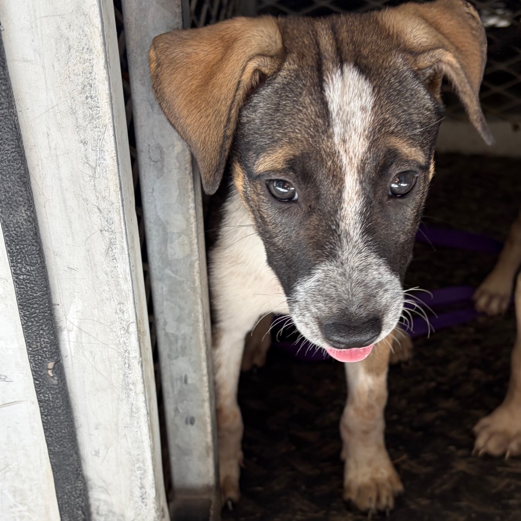 MEDUSA - Terrier, Pit Bull / Mixed Breed (Medium) available for adoption