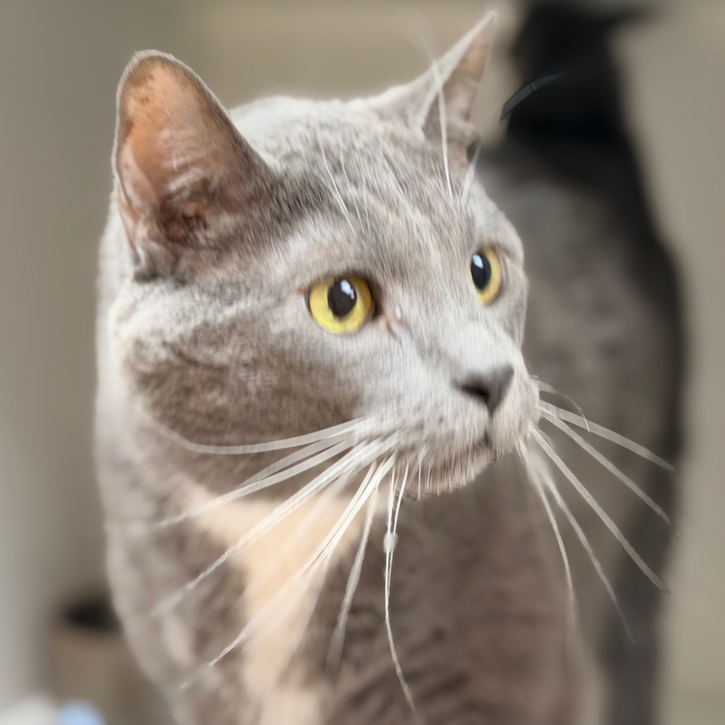 Mr. Whiskers — thumbnail 2