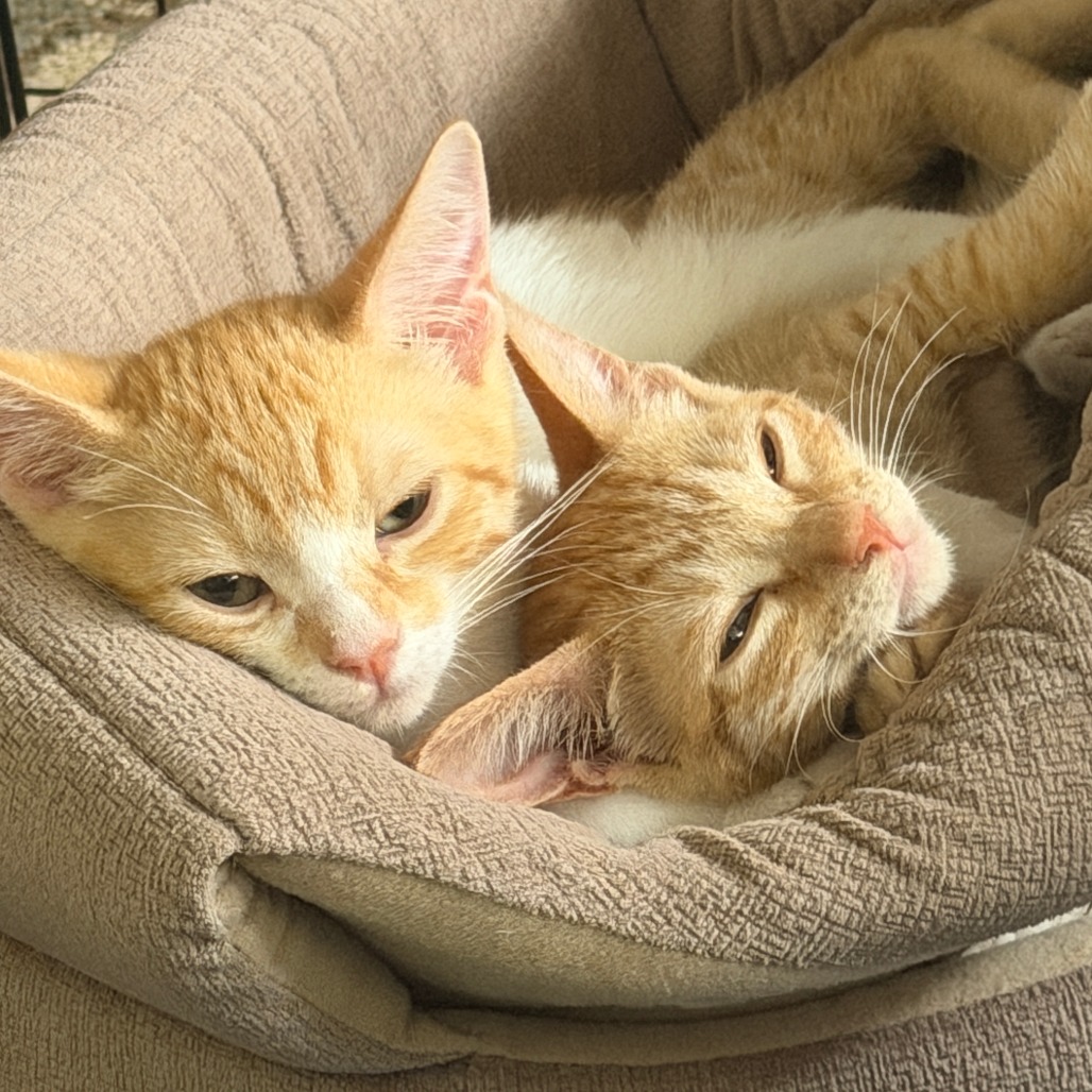 Gemini & Cassiopeia, photo 4