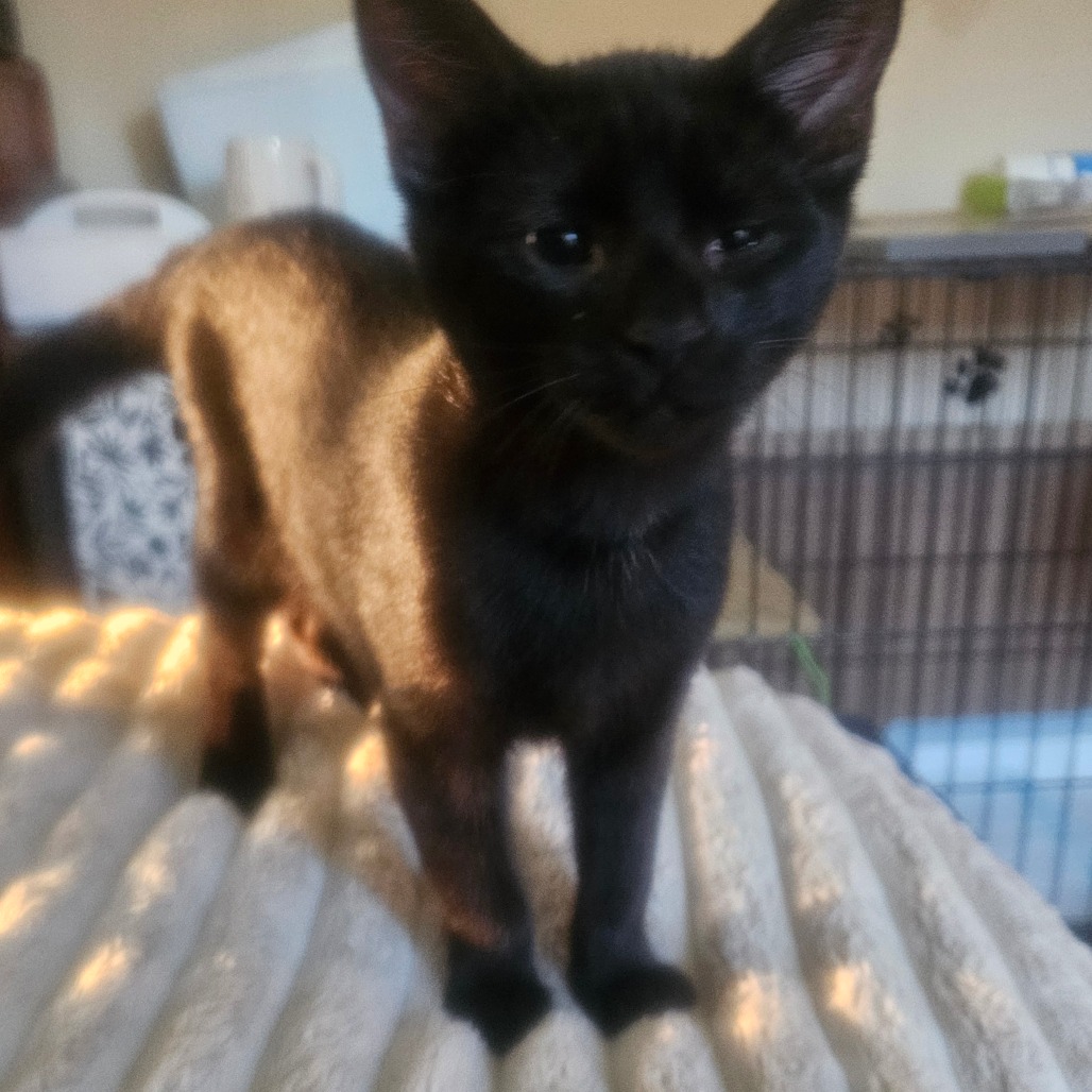 Sokka, an adoptable cat