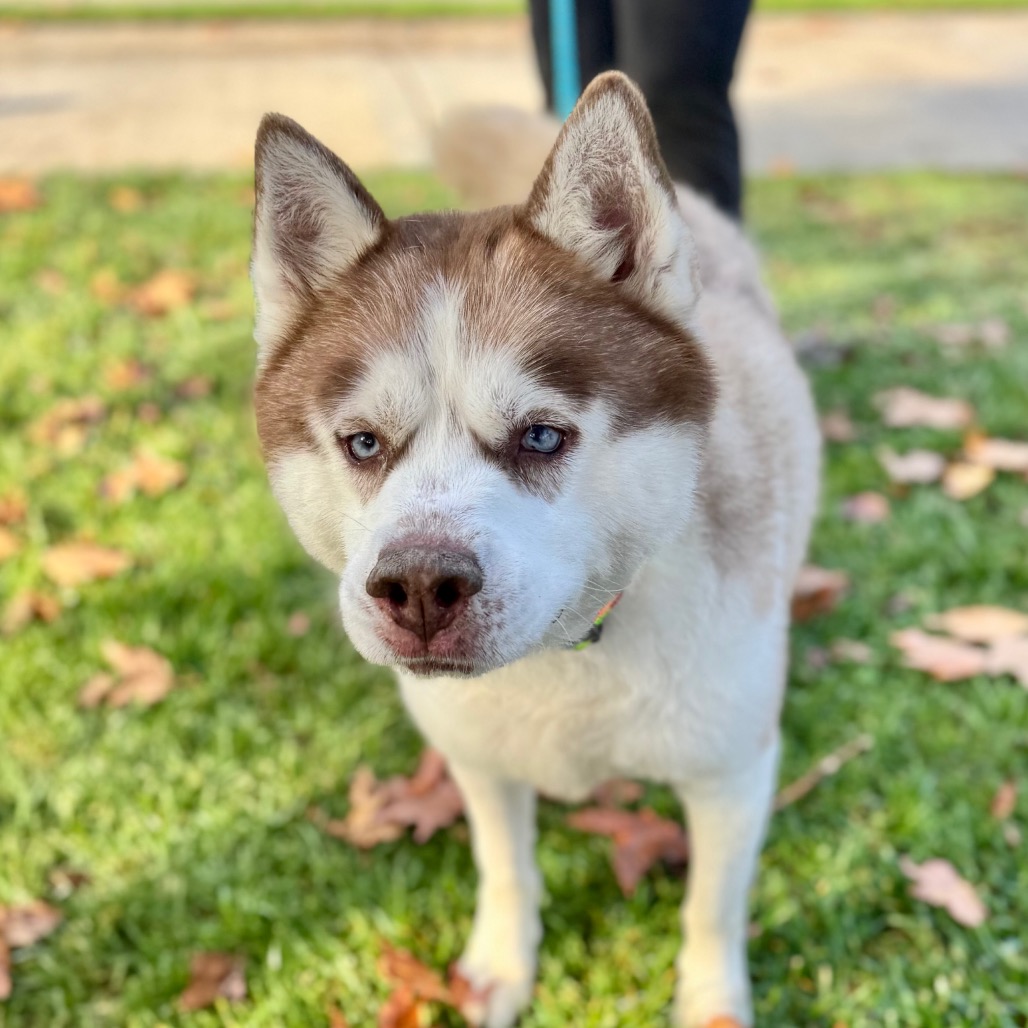 Apollo (C000-753) - Chino Hills Location, photo 14