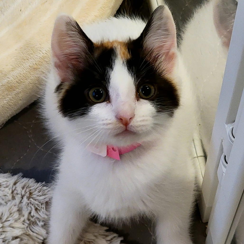 Katsuko, photo 2