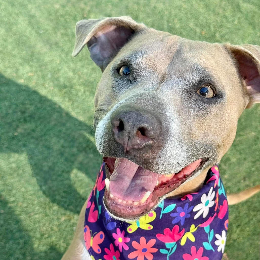 STEVIE LICKS - Terrier / American Pit Bull for adoption in Henderson