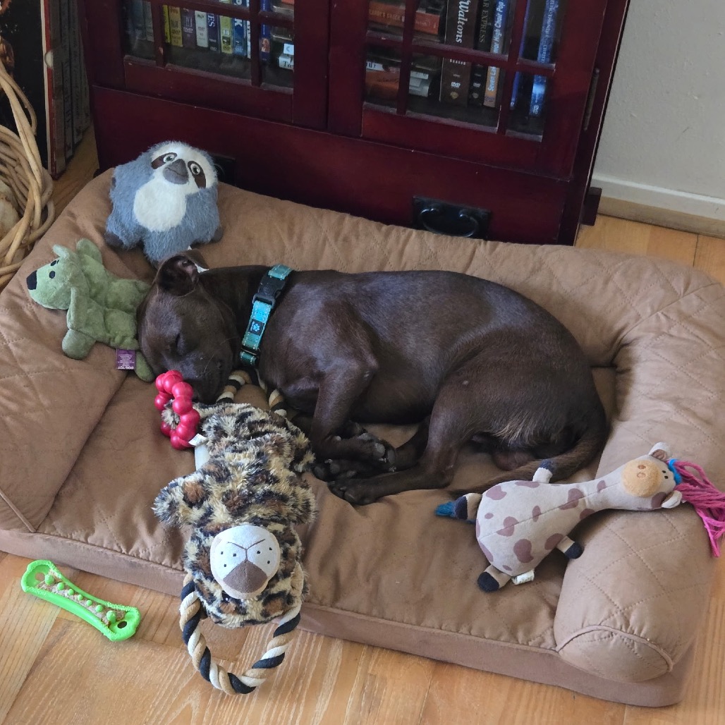 BRUCE - Chihuahua / Short Coat available for adoption