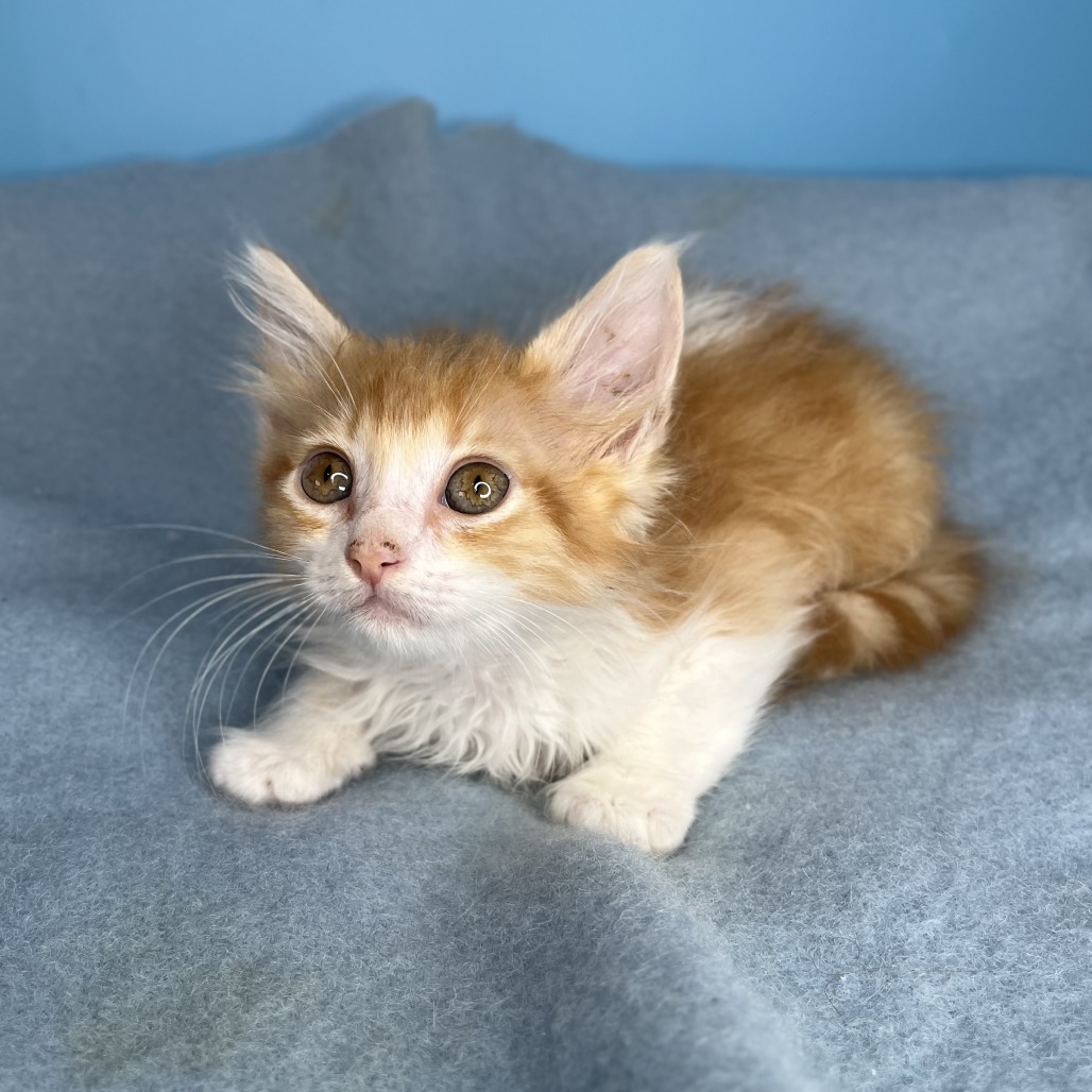 BOPPER - Domestic Medium Hair available for adoption
