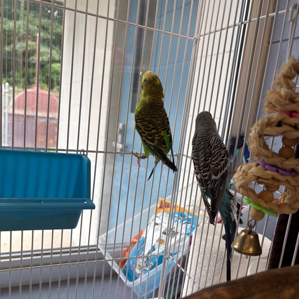 Hawk, photo 4