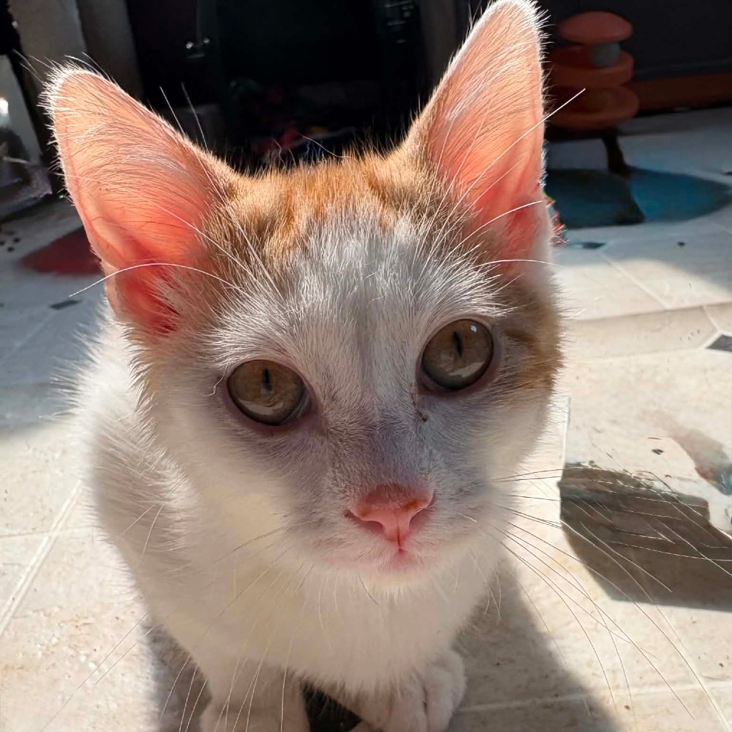 LOKI - Domestic Medium Hair available for adoption
