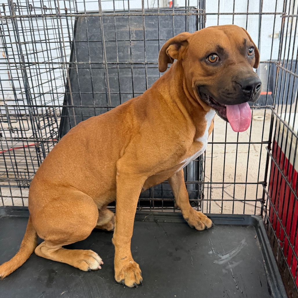 BEVO - Boxer available for adoption