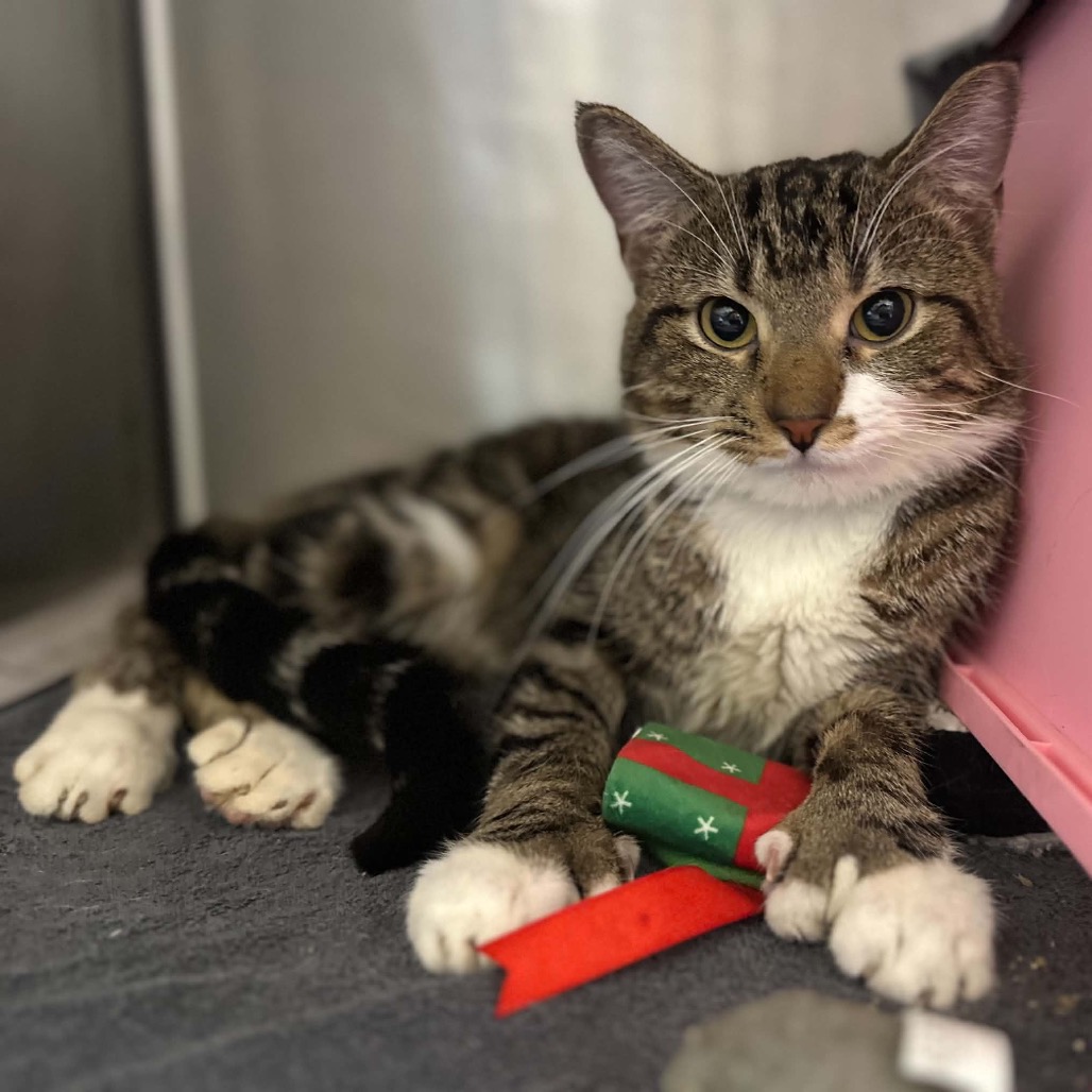 DANISH - Domestic Shorthair available for adoption