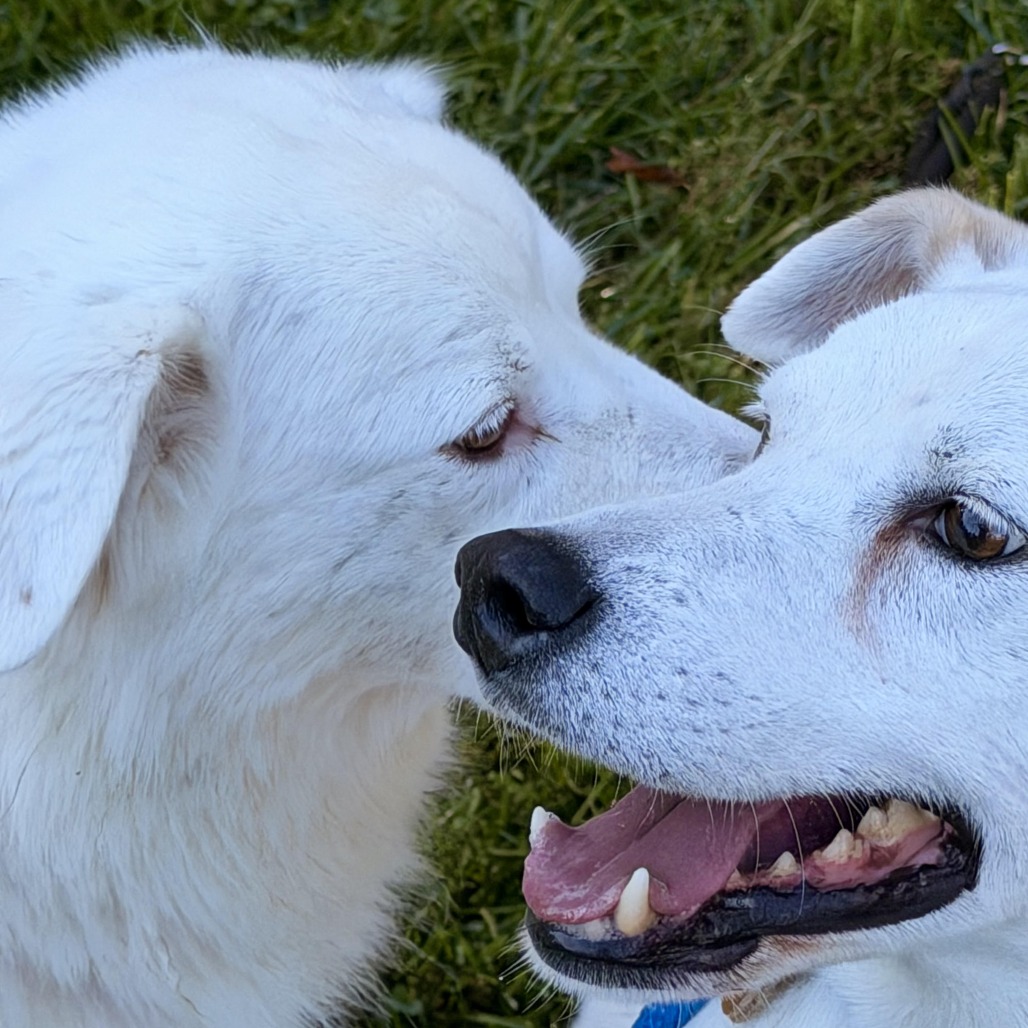 Gable (bonded to Gigi) photo 9