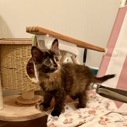 CARDILLA - Domestic Shorthair available for adoption
