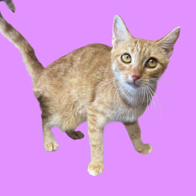 Tusc Stray 81805