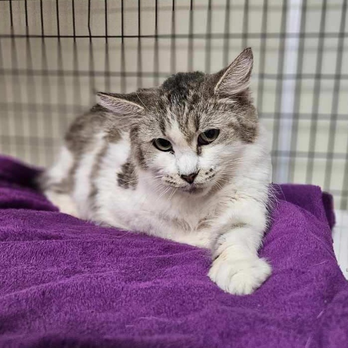 A#114a Cleo's preview photo