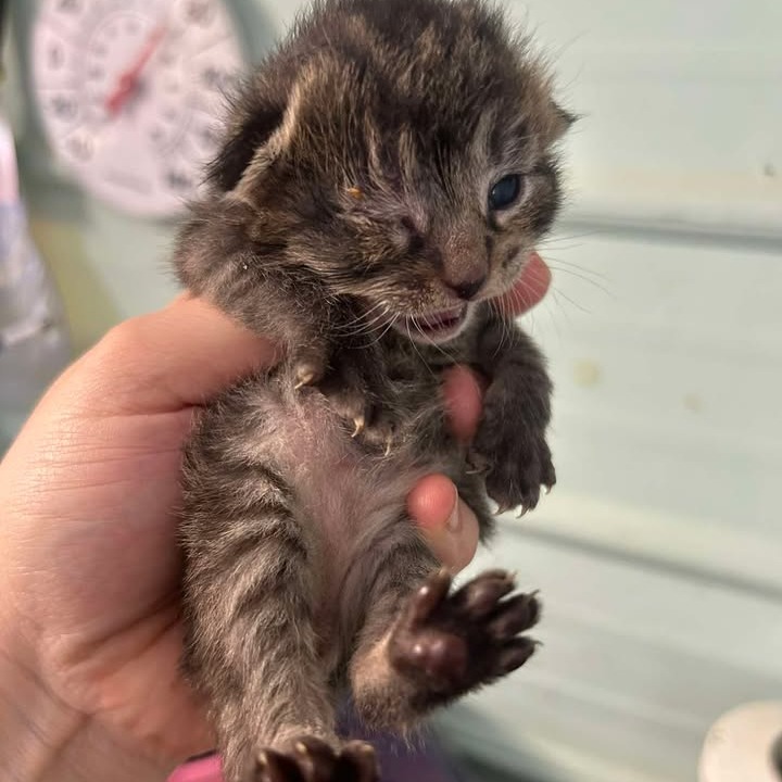 PIPER - Domestic Shorthair available for adoption