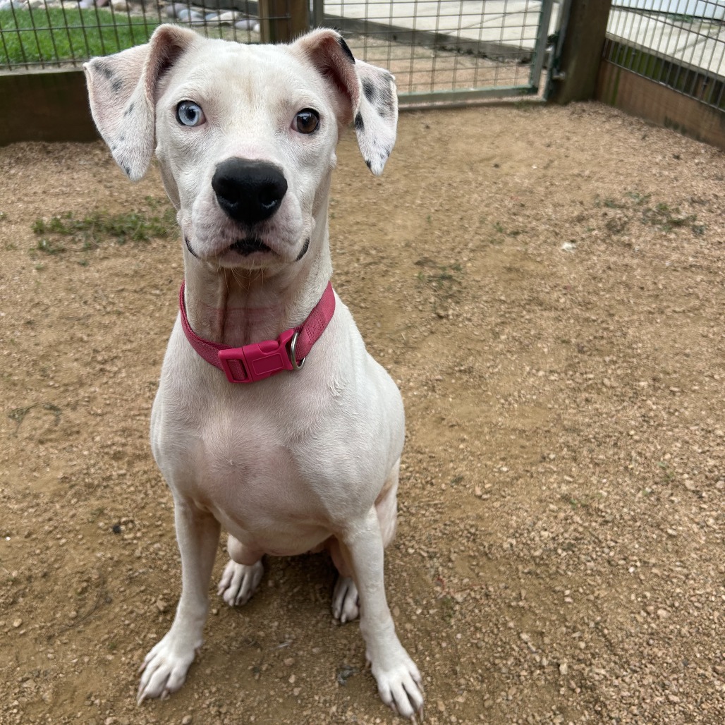 BEBE - Catahoula Leopard Dog / Mix available for adoption