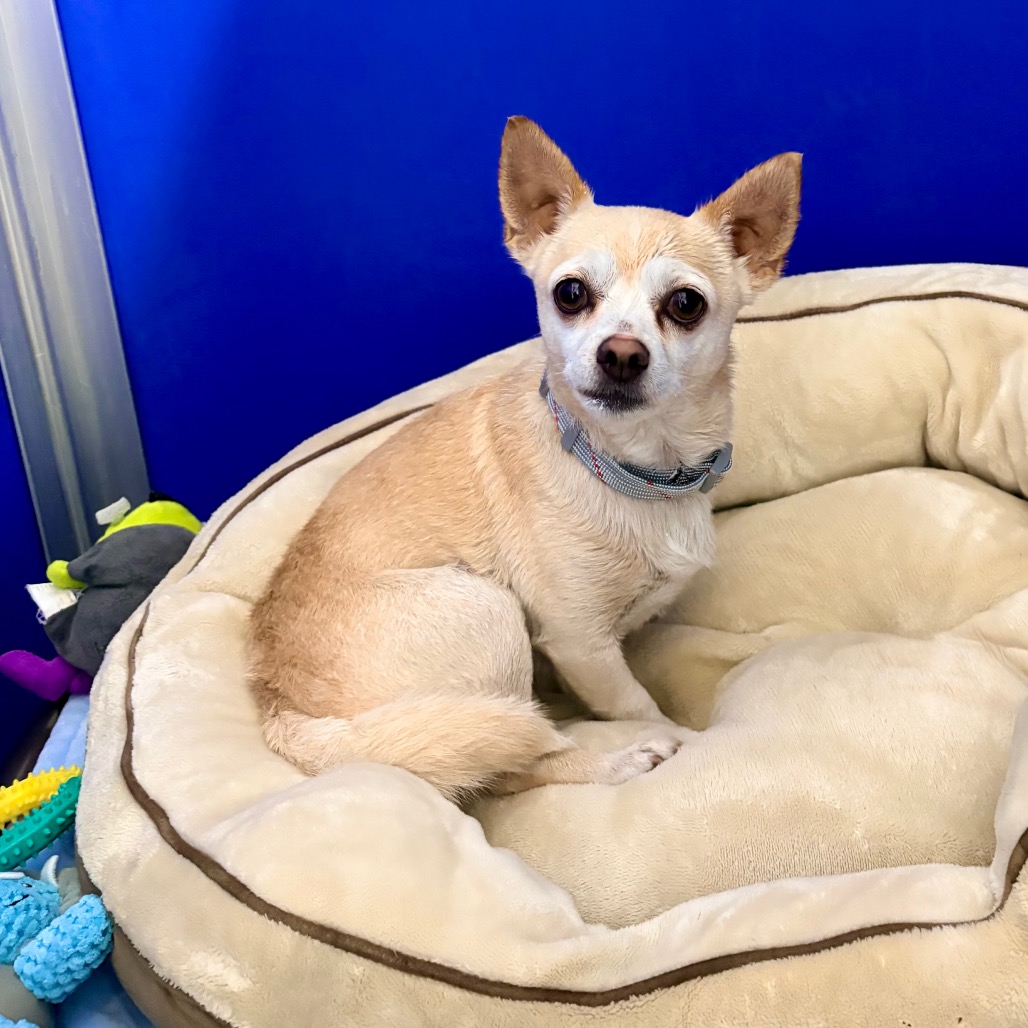 ALBIE - Mixed Breed (Small) for adoption in Las Cruces