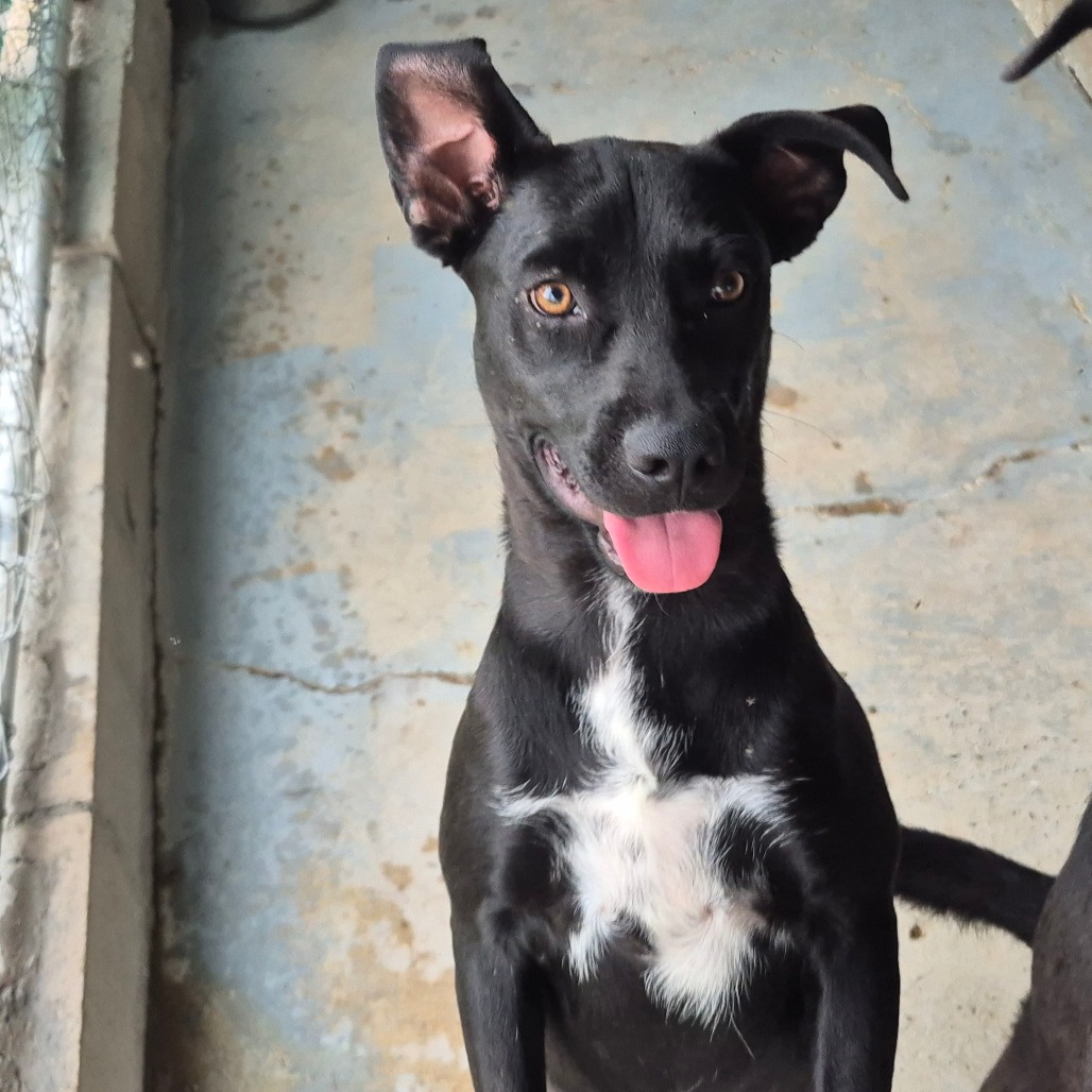 BEEZUS - Shepherd available for adoption
