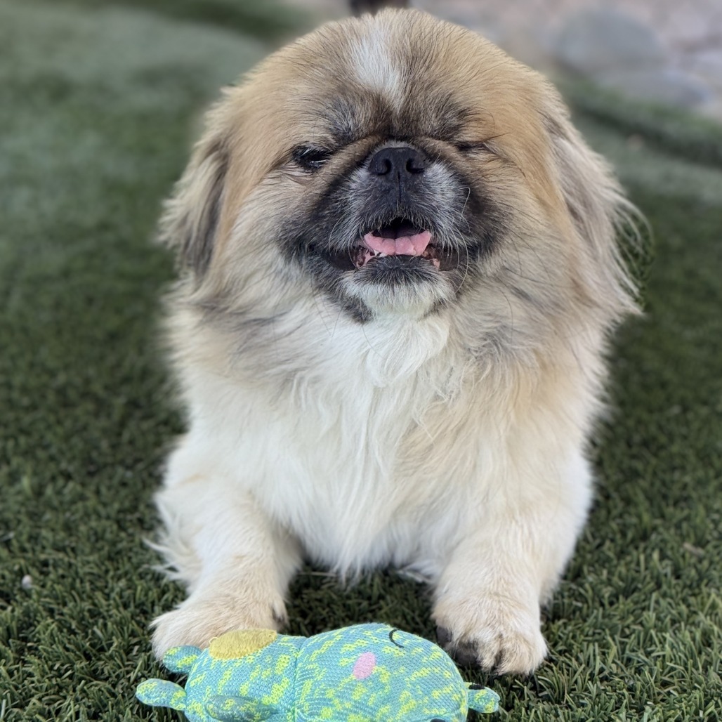 Muggsy, photo 10
