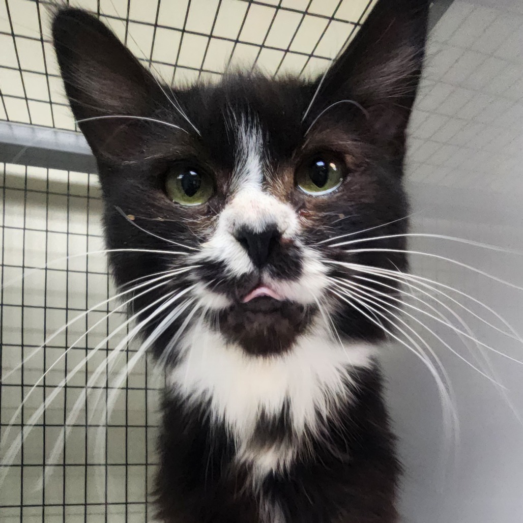 A#22 Dice's preview photo