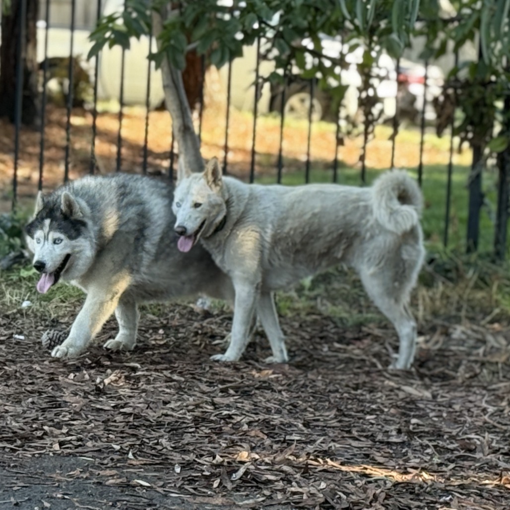 Loki (bonded with Quinn) — thumbnail 5