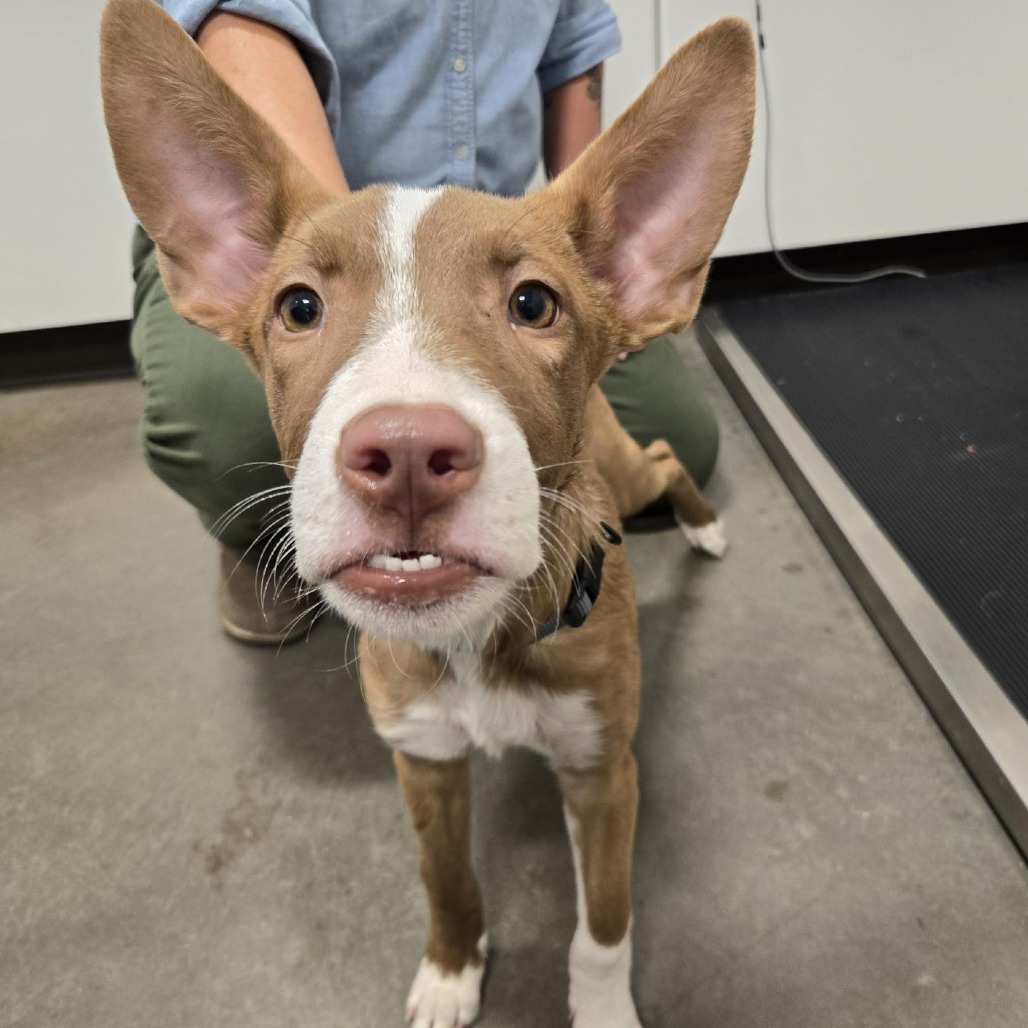 GOMEZ - Mixed Breed (Medium) available for adoption