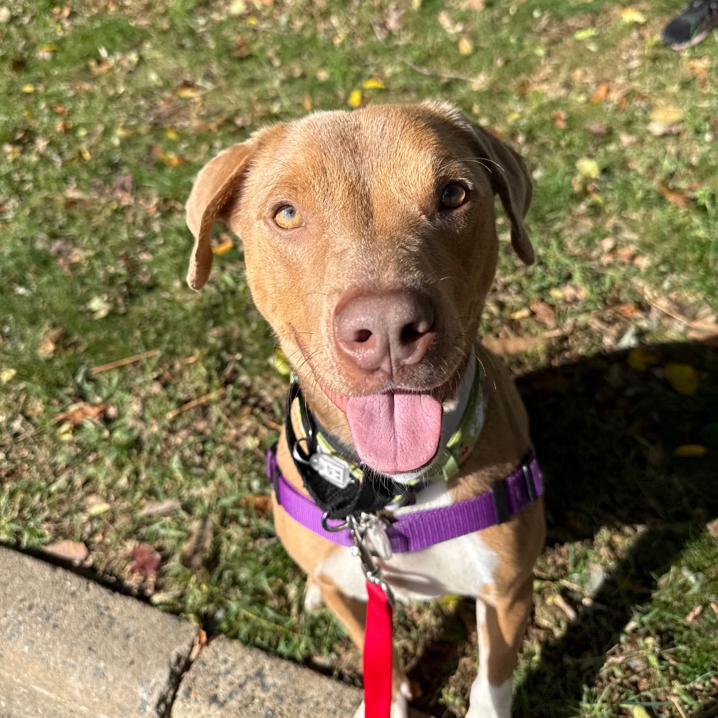 Daisy, photo 11
