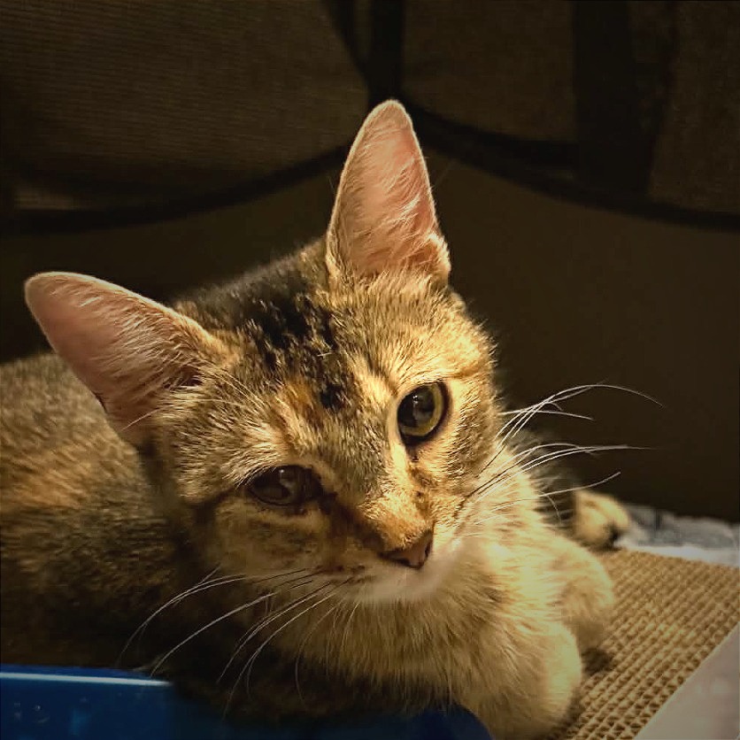 Kitty's Cafe, photo 3