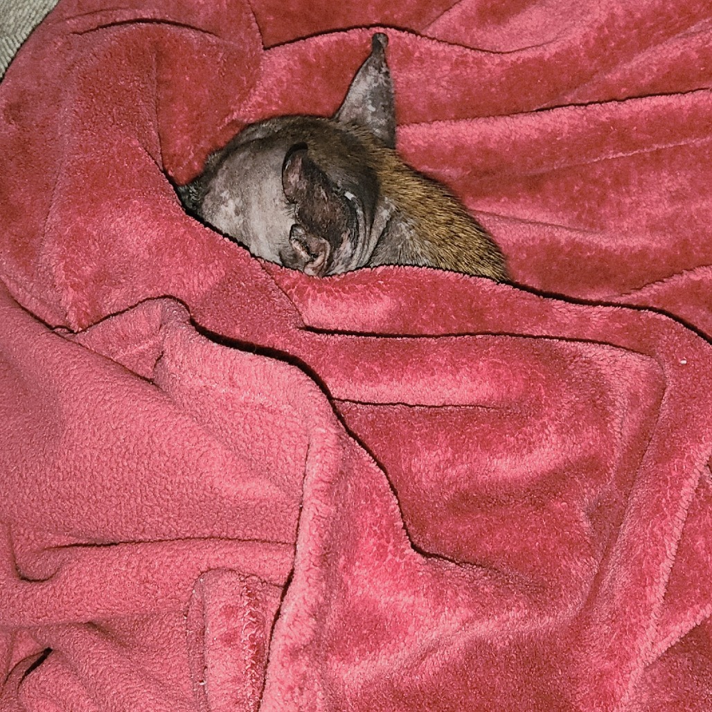 Kodak — thumbnail 3