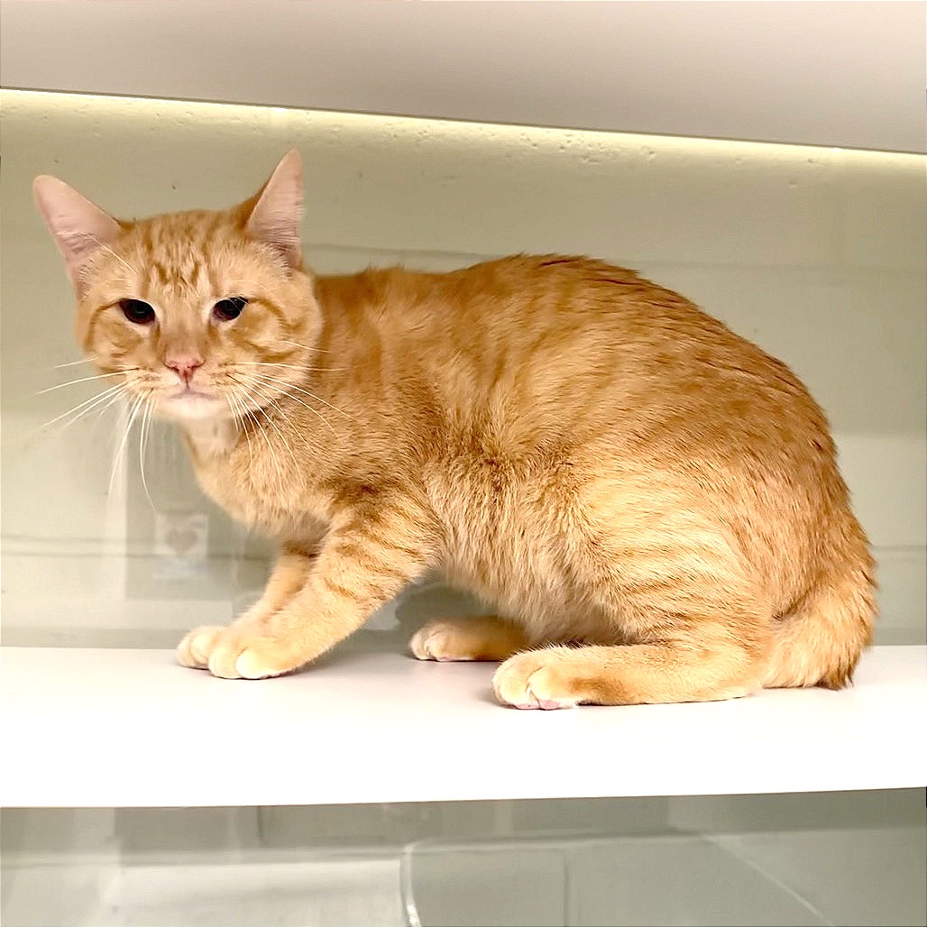 TEDDY BEAR - Domestic Shorthair / Domestic Shorthair available for adoption