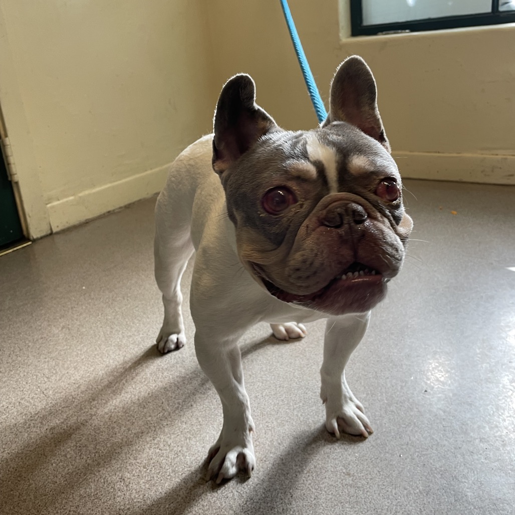 French Bulldog