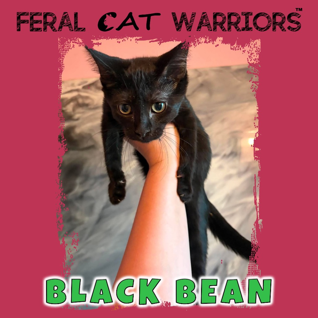 Black bean