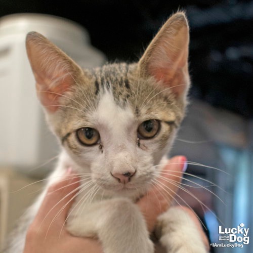 TINY SNICKERS - Domestic Shorthair available for adoption