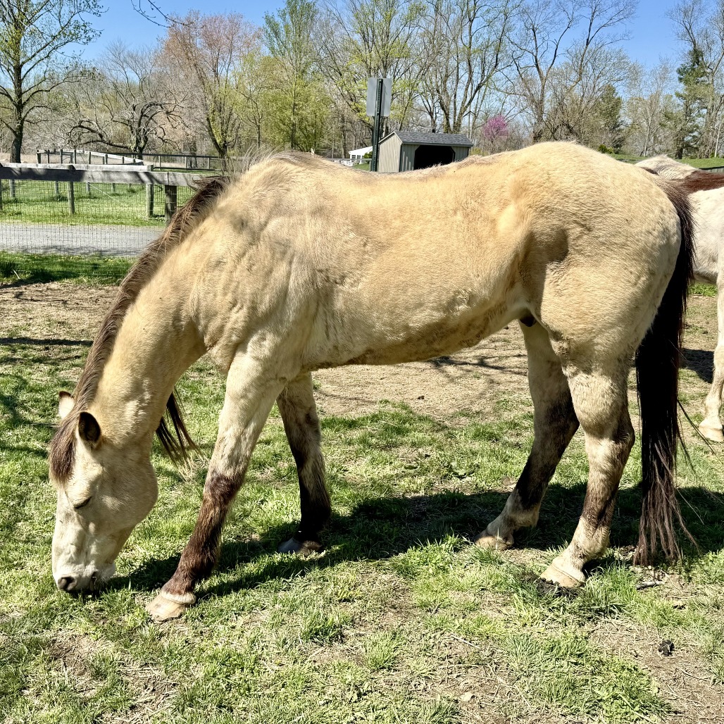 FORD - Pony, Connemara / Thoroughbred available for adoption