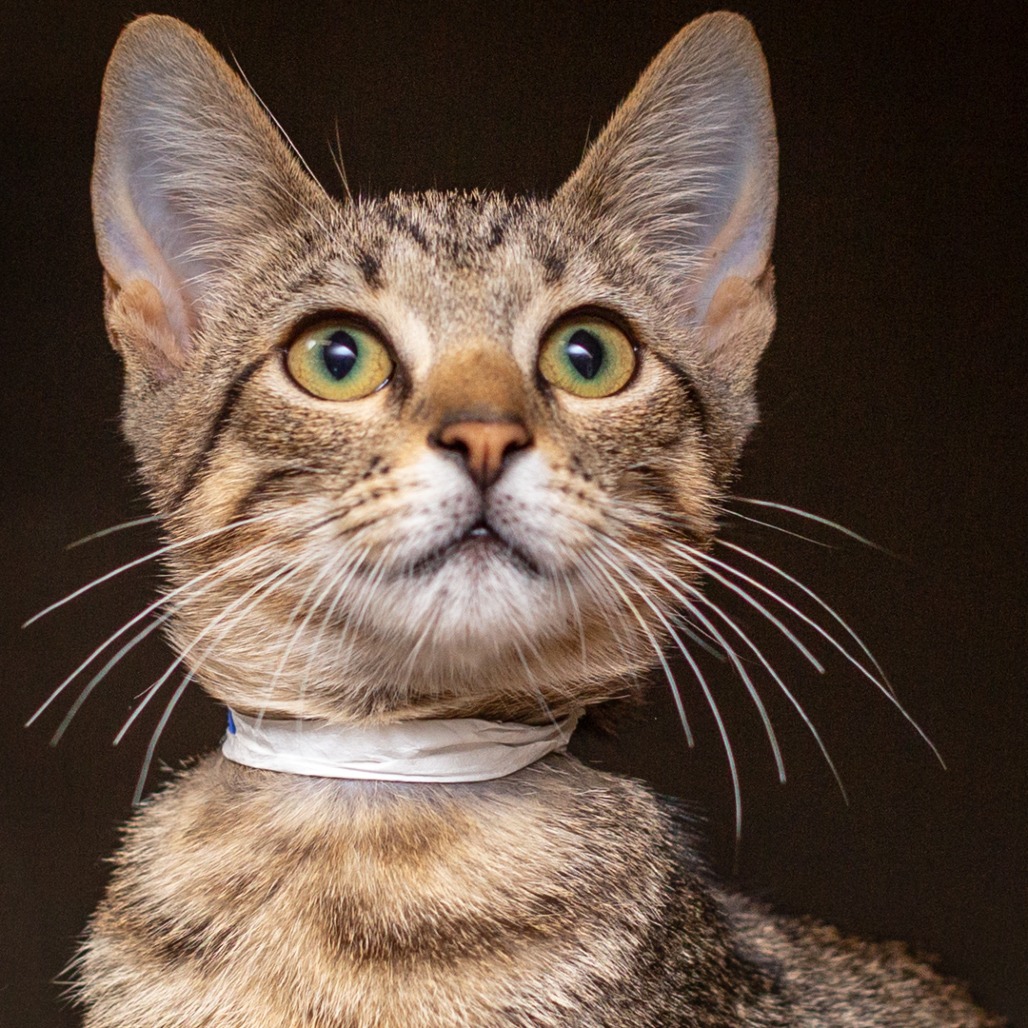 EARL - Domestic Shorthair available for adoption
