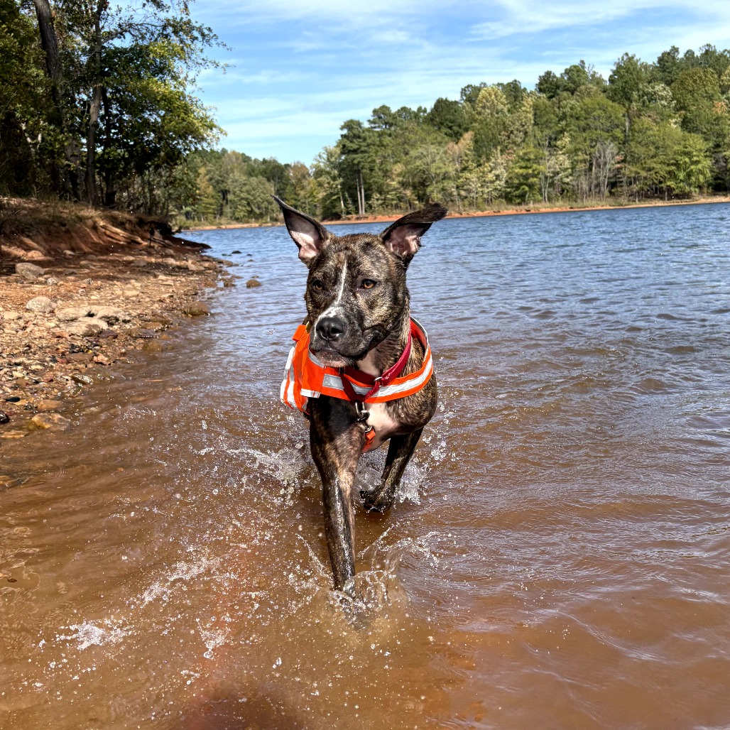 Kashka — thumbnail 3